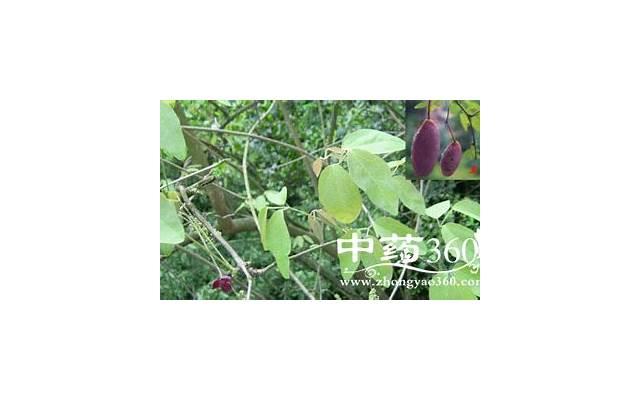 九香虫的功效与正确吃法