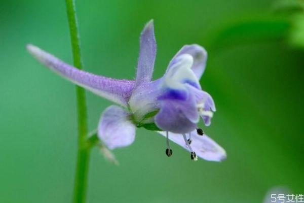 翠雀花的花语是什么呢 翠雀花的种植有什么注意的呢
