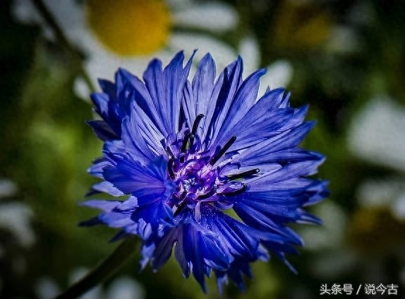 盘点各个国家的国花，你觉得哪个最漂亮