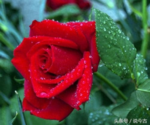 盘点各个国家的国花，你觉得哪个最漂亮