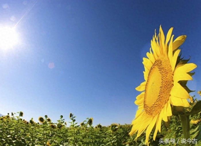 盘点各个国家的国花，你觉得哪个最漂亮