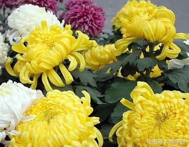 盘点各个国家的国花，你觉得哪个最漂亮