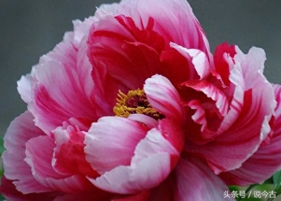 盘点各个国家的国花，你觉得哪个最漂亮