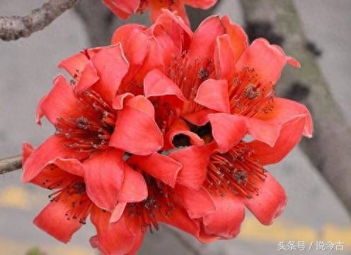 盘点各个国家的国花，你觉得哪个最漂亮