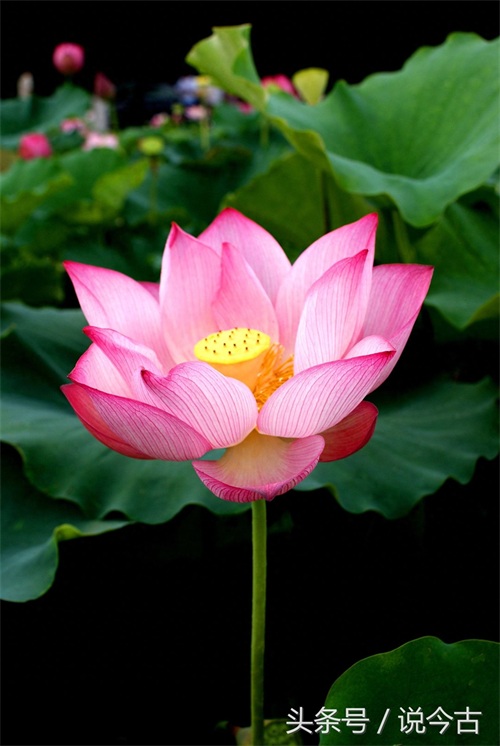 盘点各个国家的国花，你觉得哪个最漂亮