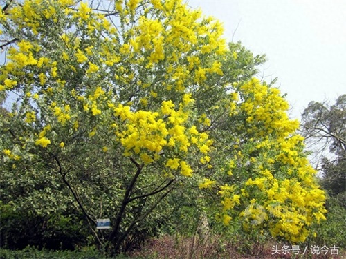 盘点各个国家的国花，你觉得哪个最漂亮