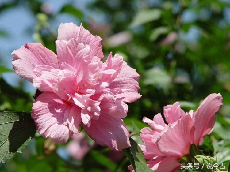 盘点各个国家的国花，你觉得哪个最漂亮