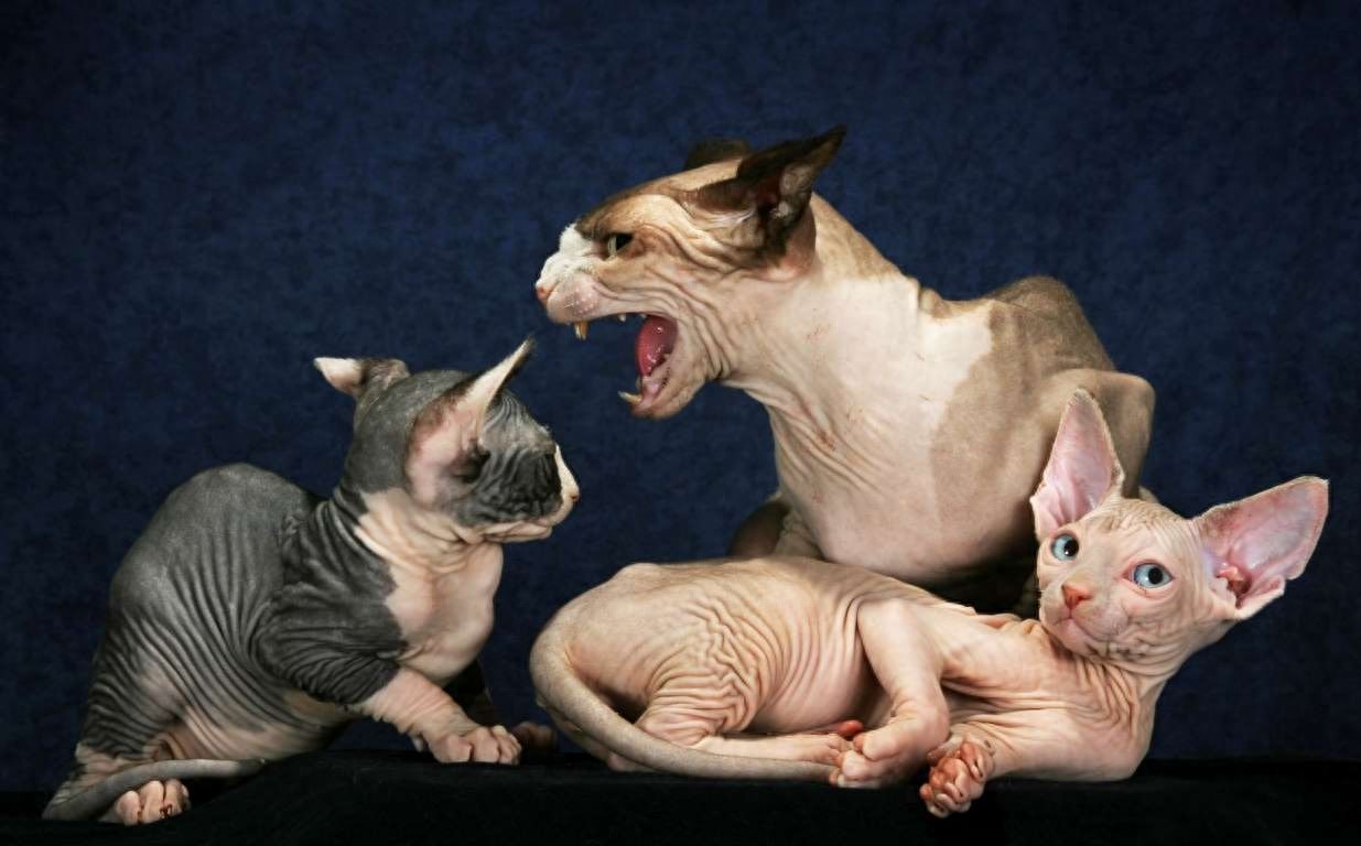 斯芬克斯猫，来自喵星球的小怪物