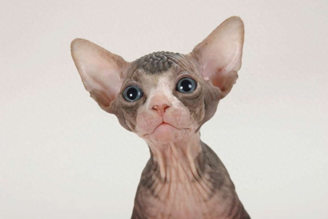 斯芬克斯猫，来自喵星球的小怪物