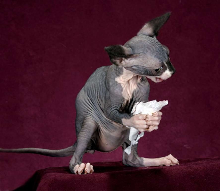 斯芬克斯猫，来自喵星球的小怪物